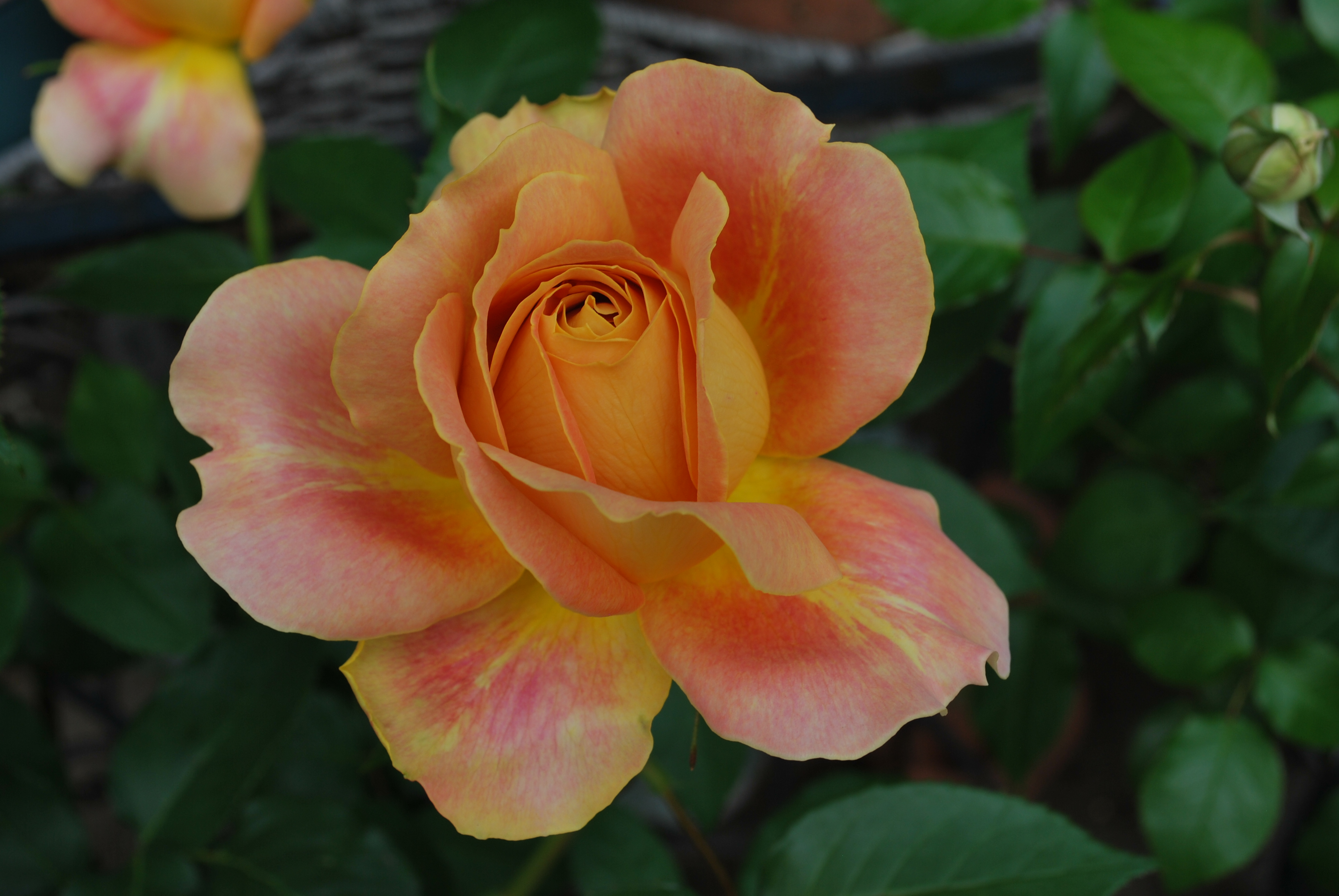 生花のバラと庭のバラ 風水効果は 開運ボタニカル風水 名都王紅伽