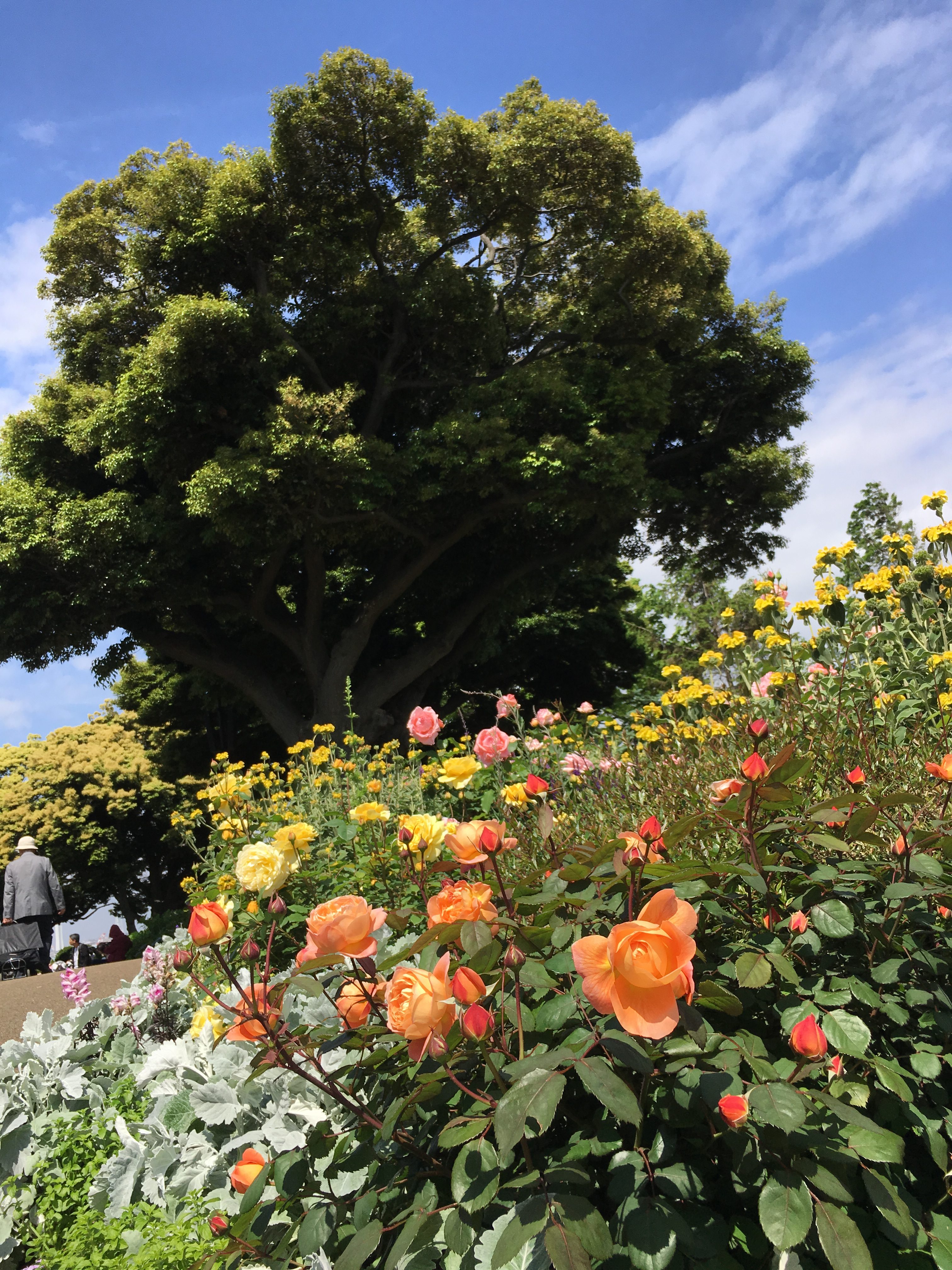 横浜のバラ鑑賞 私の一押しのスポット 港の見える丘公園 開運ボタニカル風水 名都王紅伽