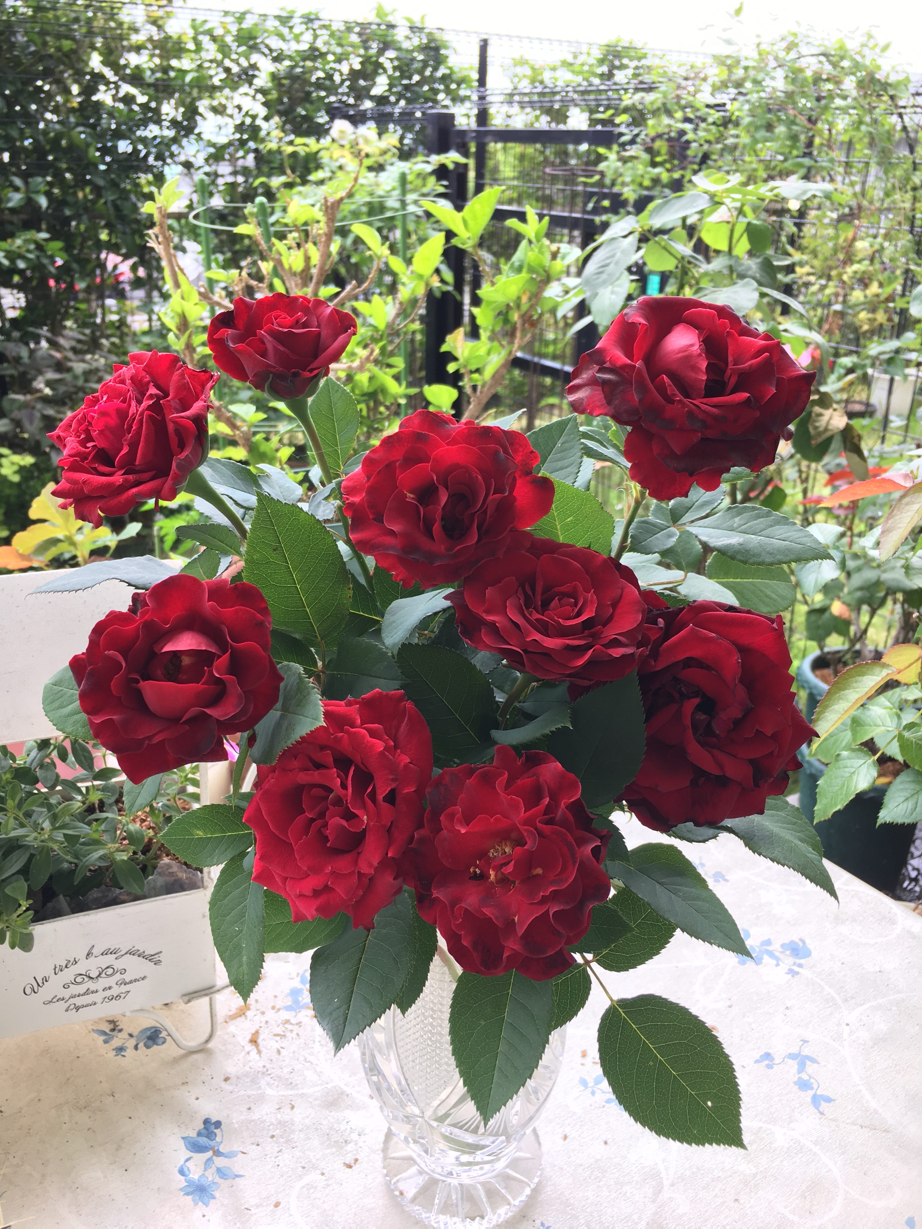 一番花が終わったバラと母の日のカーネーションの植え替え 開運ボタニカル風水 名都王紅伽