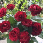 切り花にした9本のオマージュ・ア・バルバラ