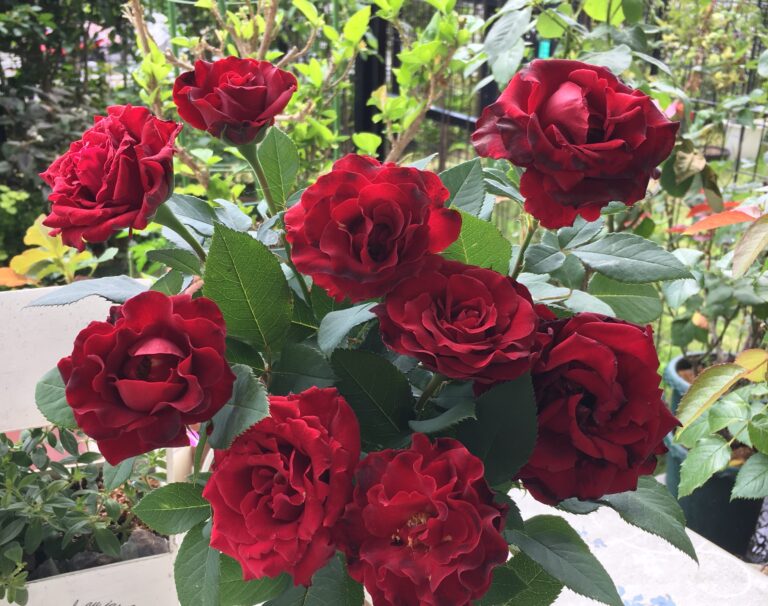 切り花にした9本のオマージュ・ア・バルバラ