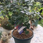 バラ専用スリット鉢に植えたバラ