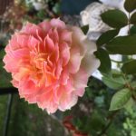 ラ・パリジェンヌ　バラ　開花