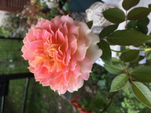 ラ・パリジェンヌ　バラ　開花