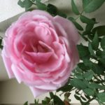 バラ　ビエドゥー