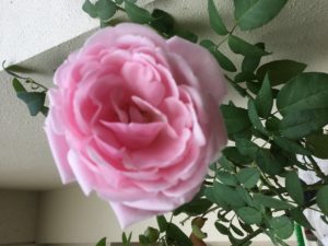 バラ　ビエドゥー