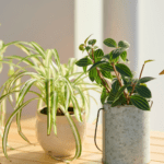 観葉植物の水やり