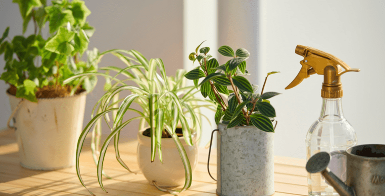 観葉植物の水やり