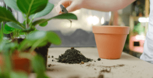 鉢植えの土